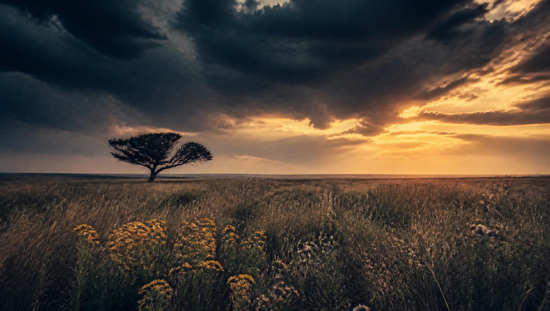 Texas prairie at dusk with grasses backlit by a low sun